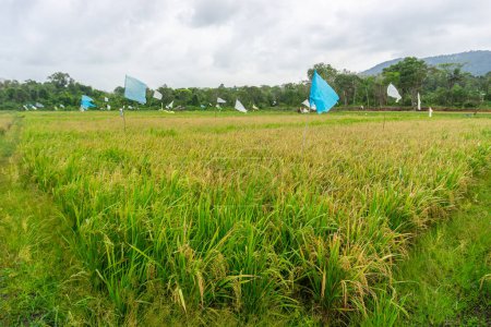 Ackerland mit Vogelscheuche, schöne Reisfelder. dies ist das Grundnahrungsmittel in Indonesien und einigen Ländern Asiens