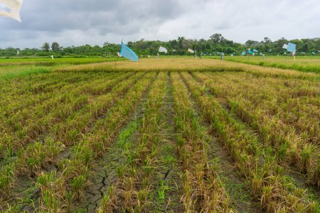 Tierra de cultivo con el Espantapájaros, hermosos arrozales. este es el alimento básico en Indonesia y algunos países de Asia