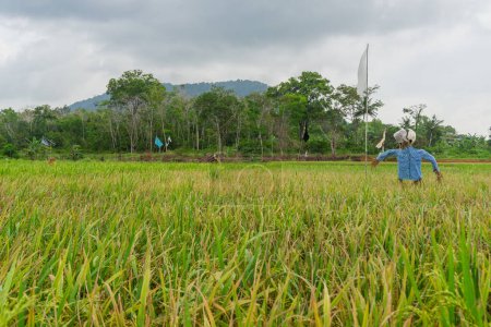 Tierra de cultivo con el Espantapájaros, hermosos arrozales. este es el alimento básico en Indonesia y algunos países de Asia