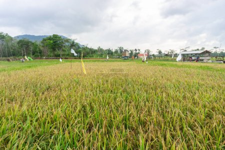 Farmland with the Scarecrow, beautiful rice fields. this is the staple food in Indonesia and some countries in Asia