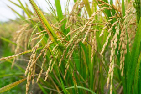 close-up photo of rice seeds with rice field background, beautiful rice fields. this is the staple food in Indonesia and some countries in Asia.