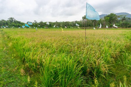 Terrain agricole avec l'épouvantail, de magnifiques rizières. c'est l'aliment de base en Indonésie et dans certains pays d'Asie