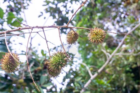 unreife Rambutan-Frucht, Rambutan auf einem Baum im Hof. Einige Rambutan-Früchte wurden von Ameisen angegriffen. Der lateinische Name ist nephelium lappaceum