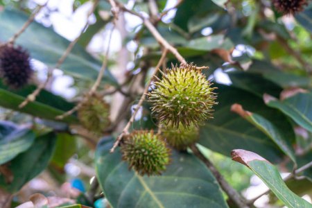 unripe rambutan fruit, Rambutan on a tree in the yard. Some rambutan fruits were attacked by ants. The Latin name is nephelium lappaceum