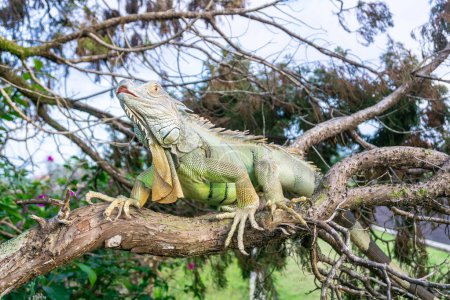 Photo for The green iguana also known as the American iguana is a lizard reptile in the genus Iguana in the iguana family. enjoys crawling and lounging on tree branches - Royalty Free Image