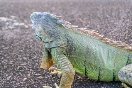 Photo for The green iguana also known as the American iguana is a lizard reptile in the genus Iguana in the iguana family. enjoys crawling and lounging on tree branches - Royalty Free Image
