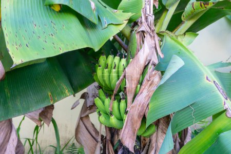 a banana tree planted behind a private house and producing fruit without pests and pesticides. banana fruit that is almost ripe and still green