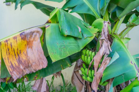un plátano plantado detrás de una casa privada y produciendo frutos sin plagas ni pesticidas. fruta de plátano que está casi madura y todavía verde