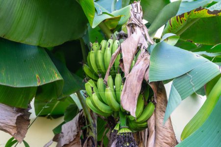 eine Bananenstaude, die hinter einem Privathaus gepflanzt wurde und Früchte ohne Schädlinge und Pestizide produziert. Bananenfrucht, die fast reif und noch grün ist
