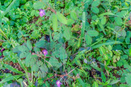 Mimosa Pudica Linn proviene de la palabra imitar que significa hojas sensibles y pudica que significa vergüenza. Putri malu hojas tienen varios ingredientes que pueden proporcionar varios beneficios para la salud del cuerpo.