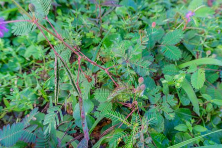 Mimosa Pudica Linn proviene de la palabra imitar que significa hojas sensibles y pudica que significa vergüenza. Putri malu hojas tienen varios ingredientes que pueden proporcionar varios beneficios para la salud del cuerpo.