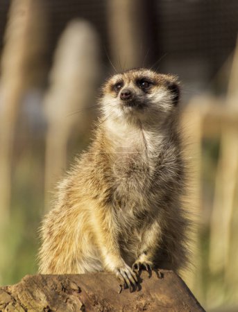 Photo for Meerkat enjoying the afternoon sun in a zoo enclosure. High quality photo - Royalty Free Image