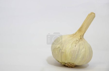 Photo for A single bulb of fresh garlic against a plain background. High quality photo - Royalty Free Image
