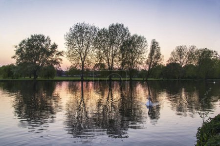 Photo for Trees reflected at sunset on the river great ouse. High quality photo - Royalty Free Image