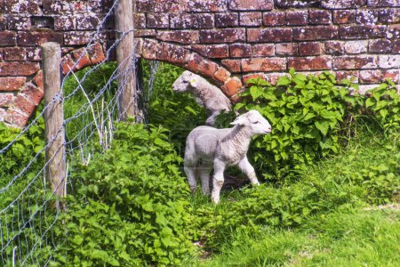 Two spring lambs playing in a pasture near an arched wall. High quality photo