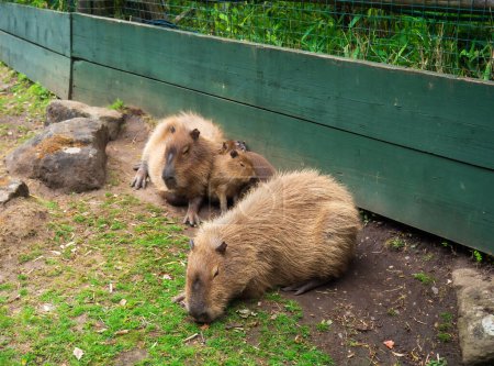 Téléchargez les photos : Une famille de Capybara, deux adultes et deux jeunes. Photo de haute qualité - en image libre de droit