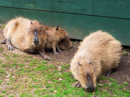 family of Capybara resting on a warm day. High quality photo
