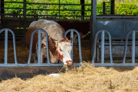 An Irish Moiled rare breed cow feeding in paddock. High quality photo