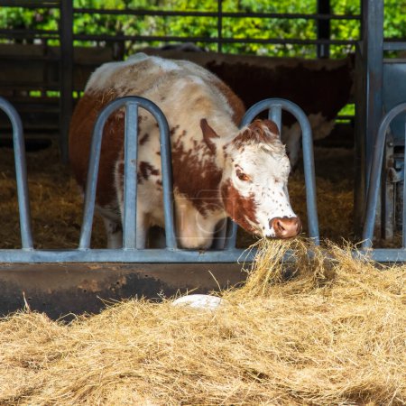 Irish Moiled seltene Rasse Kuh Fütterung in der Koppel auf einem Bauernhof. Hochwertiges Foto