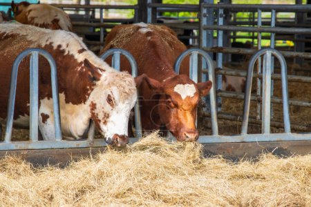 Deux vaches de race rare qui se nourrissent dans un enclos d'une ferme. Photo de haute qualité