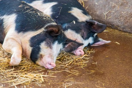 Two saddleback pigs asleep in the hay on a farm. High quality photo