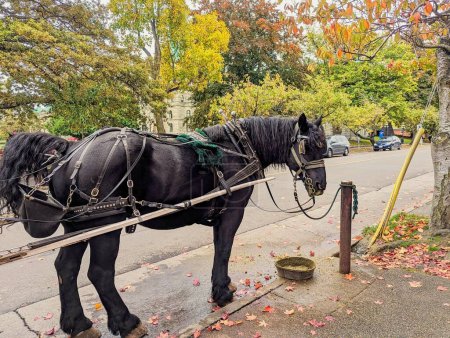 Photo for Horse Standing Alone Waiting for next Passenger for her carriage rides in Victoria - Royalty Free Image