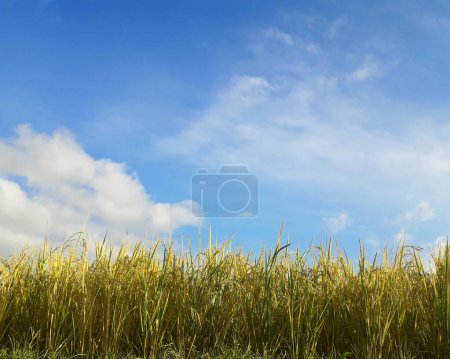 Gelbe Reisfelder mit blauem Himmel