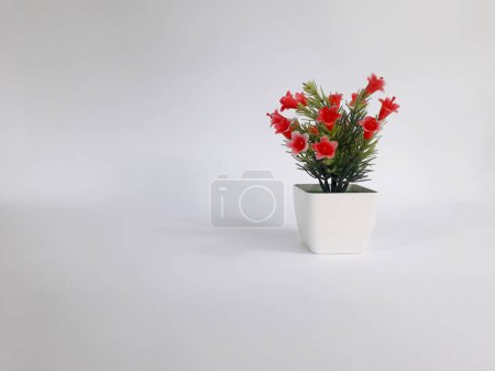 Foto de Plantas ornamentales en macetas de plástico y sobre un fondo blanco 3 - Imagen libre de derechos
