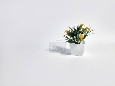 Foto de Plantas ornamentales en macetas fotografiadas sobre fondo blanco 2 - Imagen libre de derechos