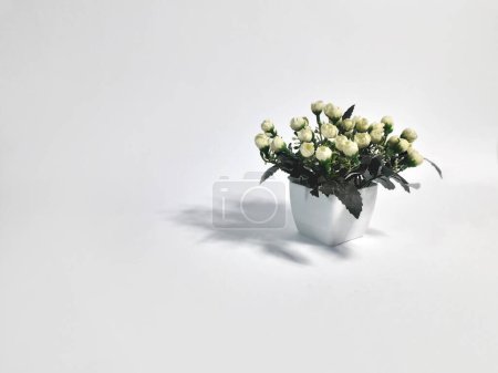 Foto de Plantas ornamentales en macetas fotografiadas sobre fondo blanco - Imagen libre de derechos