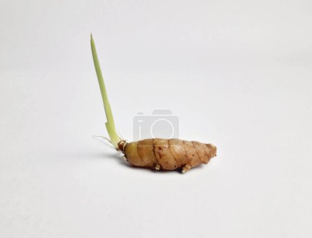 shoots growing from ginger rhizome and isolated white background