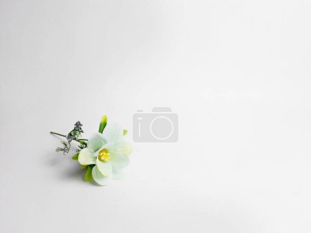 a sprig of white roses in bloom on an isolated white background