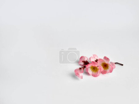a sprig of cherry blossoms in bloom on an isolated white background 2