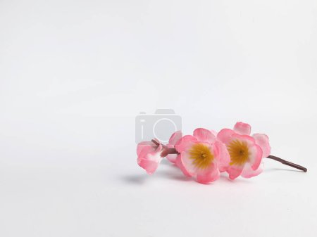 a sprig of cherry blossoms in bloom on an isolated white background