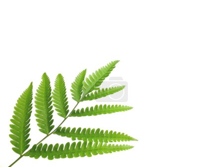 leaves of a green tropical plant called Pteridophyta on a white background