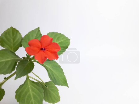 Una planta ornamental tropical llamada Impatiens hawkeri está floreciendo sobre un fondo blanco 2