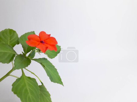 A tropical ornamental plant called impatiens hawkeri is flowering on a white background