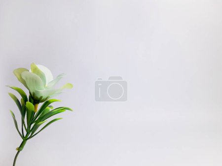 una ramita de rosas blancas en flor sobre un fondo blanco aislado 2