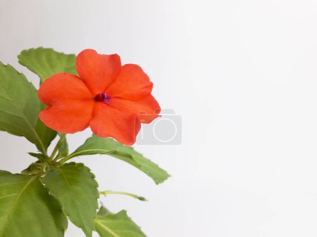 Eine tropische Zierpflanze namens ungeduldig hawkeri blüht auf weißem Hintergrund 3
