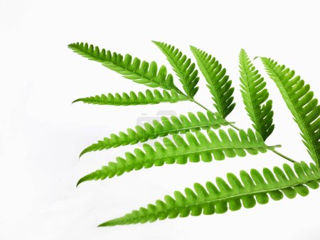 Blätter einer grünen tropischen Pflanze namens Pteridophyta auf weißem Hintergrund 2