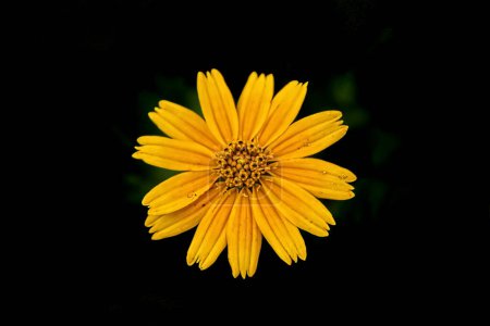 Photo for Yellow Flower background. Daisy flower in dark background. Wallpaper of yellow flower in dark background - Royalty Free Image