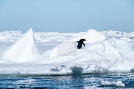 Foto de Pingüino solitario Adelie escalando la pila de nieve - Imagen libre de derechos