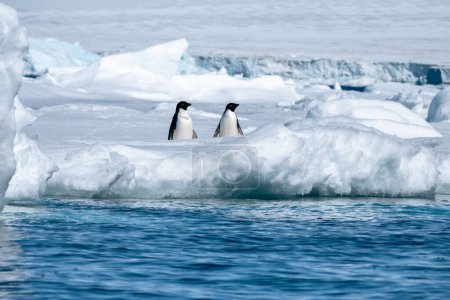 Téléchargez les photos : Deux pingouins Adélie vivant sur le plateau antarctique - en image libre de droit