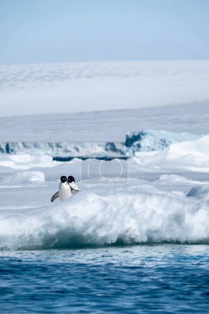 Téléchargez les photos : Deux manchots d'Adelie abattus pendant l'été antarctique par une journée ensoleillée - en image libre de droit