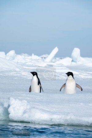 Closeup of two Adelie penguins on the ice