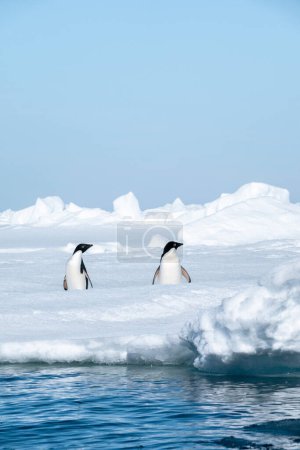 Photo for Two Adelie penguins standing on the thin iceberg in Antarctica on a sunny day - Royalty Free Image