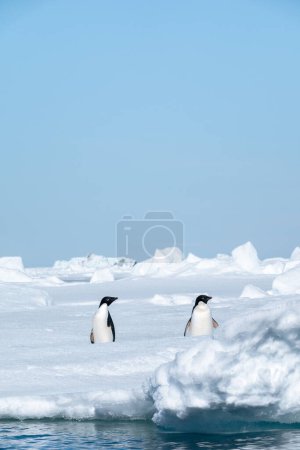 Foto de Par de pingüinos Adelie en un día soleado brillante - Imagen libre de derechos