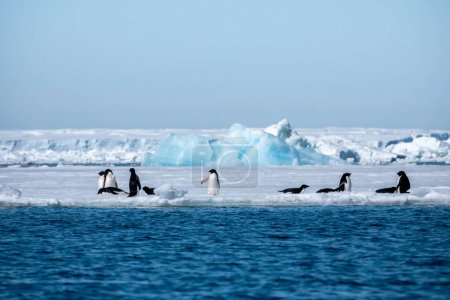 Téléchargez les photos : Beau paysage antarctique avec des pingouins et des icebergs - en image libre de droit