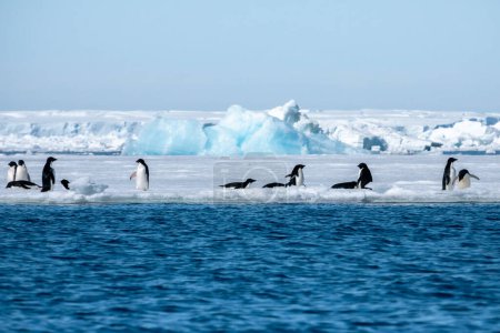 Photo for Penguins living near pure blue iceberg - Royalty Free Image