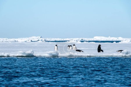 Téléchargez les photos : Un groupe de manchots Adélie debout sur la glace de mer en Antarctique - en image libre de droit